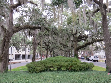 Beautiful Savannah and its many Live Oaks and Spanish Moss!