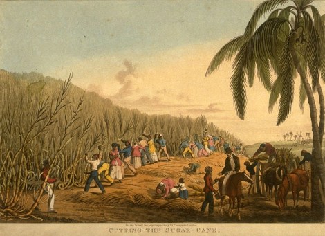 sugar cane plantation